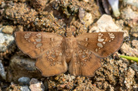 Ctenoptilum multiguttata-8610 - Chiang Dao - 8/02/26