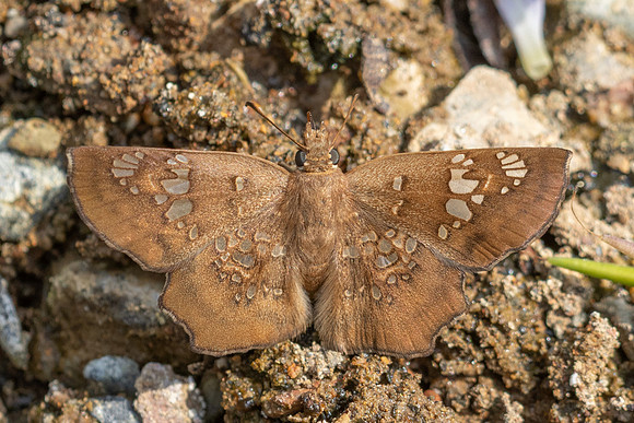 Ctenoptilum multiguttata-8610 - Chiang Dao - 8/02/26