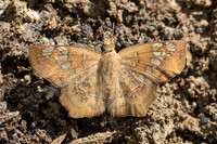 Ctenoptilum multiguttata--5 - Chiang Dao - 15/02/26