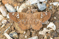 Ctenoptilum multiguttata-8576 - - Chiang Dao - 8/02/26