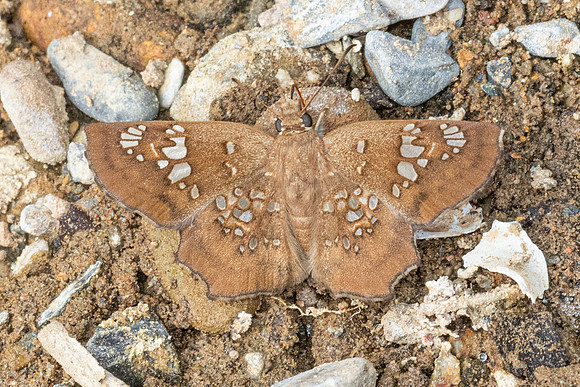 Ctenoptilum multiguttata-8576 - - Chiang Dao - 8/02/26