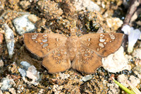 Ctenoptilum multiguttata-8620 - Chiang Dao - 8/02/26