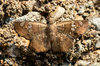 Ctenoptilum multiguttata-8674 - Chiang Dao - 8/02/26