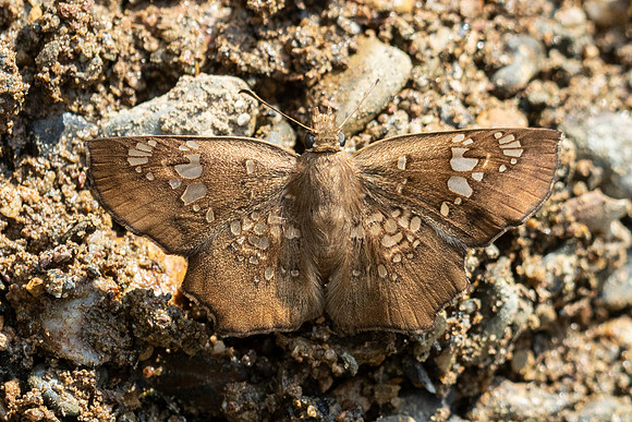 Ctenoptilum multiguttata-8674 - Chiang Dao - 8/02/26