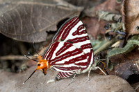 Cigaritis seliga--6 - Chiang Dao - 9/02/26