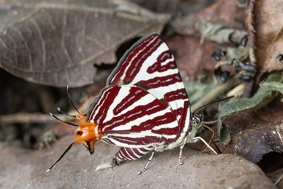 Cigaritis seliga--6 - Chiang Dao - 9/02/26