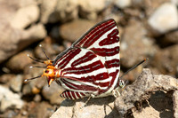 Cigaritis seliga--17- Chiang Dao - 9/02/26