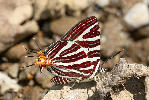 Cigaritis seliga--17- Chiang Dao - 9/02/26