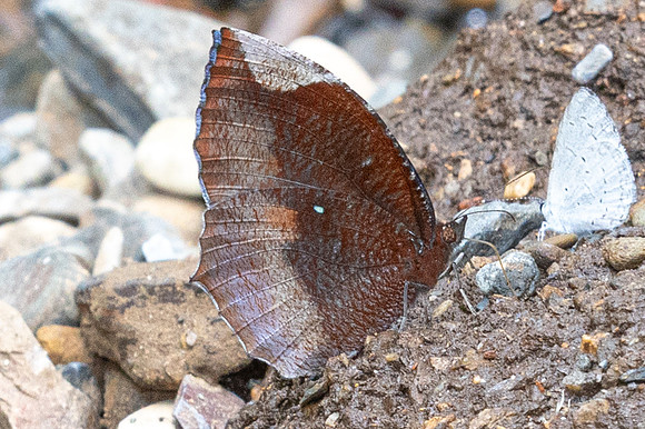 Elymnias hypermnestra-8491- Chiang Dao - 8/02/26