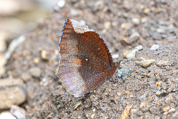 Elymnias hypermnestra-8499- Chiang Dao - 8/02/26