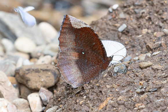 Elymnias hypermnestra-8493- Chiang Dao - 8/02/26