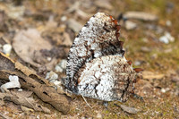 Elymnias nesaea --3 - Chiang Dao - 9/02/26