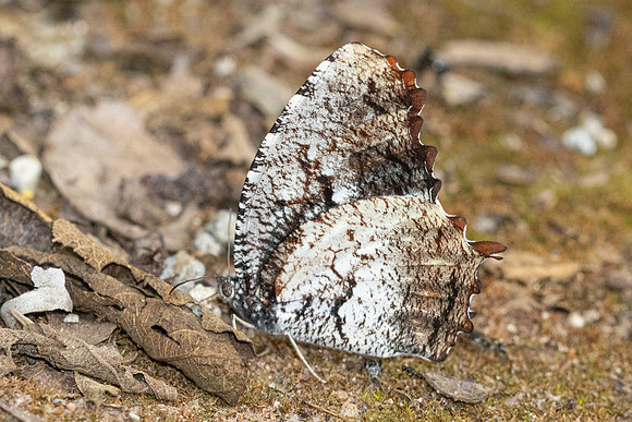 Elymnias nesaea --3 - Chiang Dao - 9/02/26