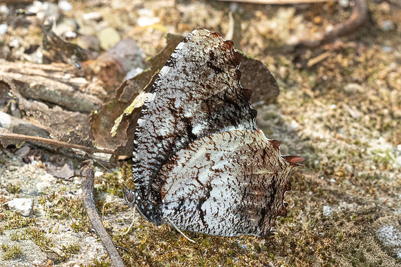 Elymnias nesaea--22 - Chiang Dao - 9/02/26