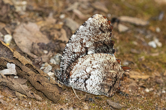 Elymnias nesaea -- Chiang Dao - 9/02/26