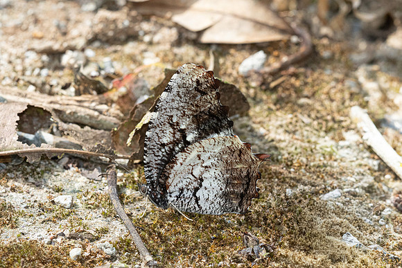 Elymnias nesaea--18 - Chiang Dao - 9/02/26