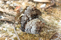 Elymnias nesaea--23 - Chiang Dao - 9/02/26