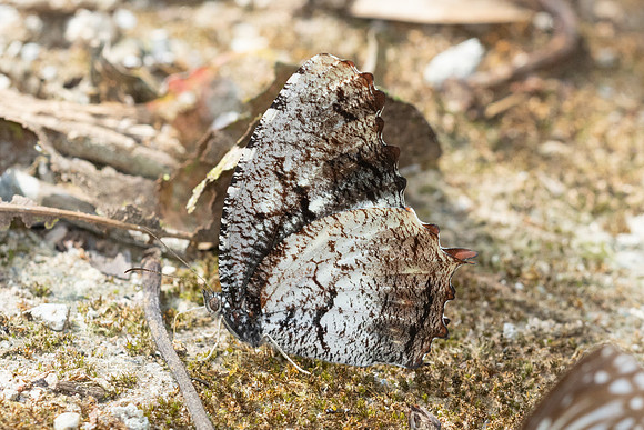 Elymnias nesaea--23 - Chiang Dao - 9/02/26