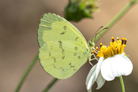 Eurema ada-7964- Chiang Dao - 7/02/26