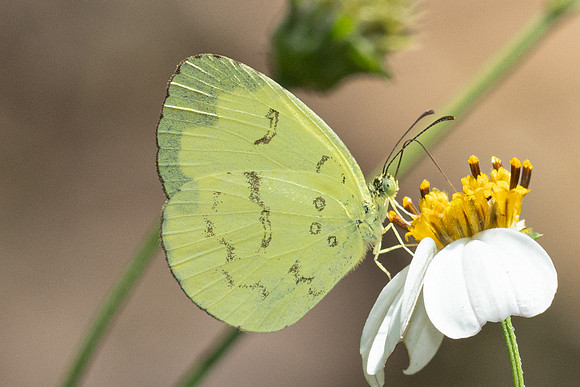 Eurema ada-7964- Chiang Dao - 7/02/26