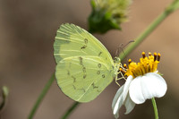 Eurema ada-7967- Chiang Dao - 7/02/26