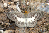 Gerosis phisara-8570- Chiang Dao - 8/02/26