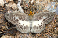 Gerosis phisara-8569- Chiang Dao - 8/02/26