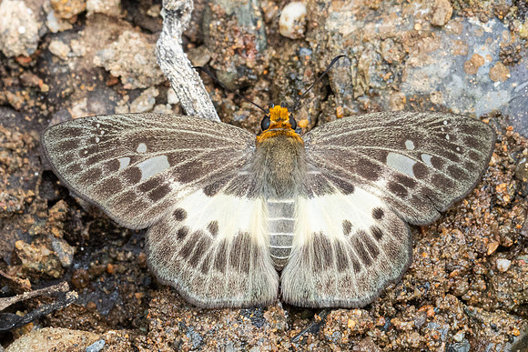 Gerosis phisara-8569- Chiang Dao - 8/02/26