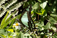 Graphium cloanthus--3 - Doi Pha Hom Pok - 14/02/26