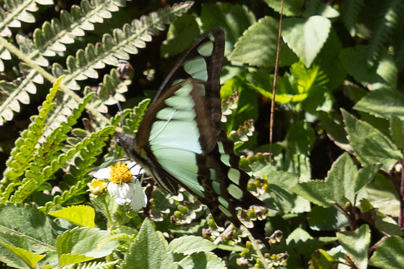 Graphium cloanthus--3 - Doi Pha Hom Pok - 14/02/26