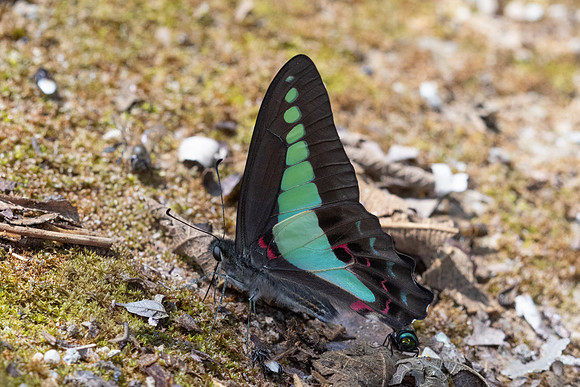 Graphium sarpedon-- Chiang Dao - 9/02/26