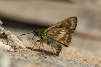 Halpe burmana id -Chiang Dao - 9/02/26