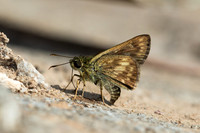 Halpe burmana id---4 -Chiang Dao - 9/02/26