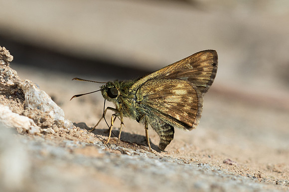 Halpe burmana id---4 -Chiang Dao - 9/02/26