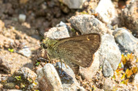 Halpe handa id--8707-Chiang Dao - 8/02/26
