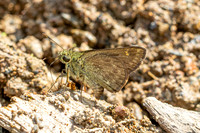 Halpe handa id--8712-Chiang Dao - 8/02/26