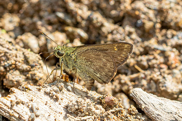 Halpe handa id--8712-Chiang Dao - 8/02/26