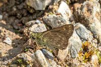 Halpe handa id--8709-Chiang Dao - 8/02/26