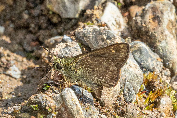 Halpe handa id--8709-Chiang Dao - 8/02/26