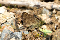 Halpe handa id--8711 -Chiang Dao - 8/02/26