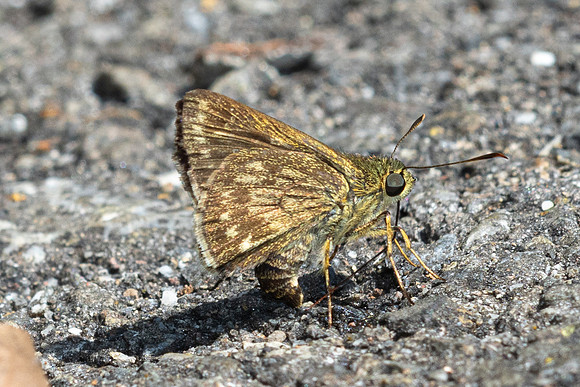 Halpe hauxwelli-7716-Chiang Dao - 7/02/26