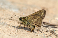 Halpe hauxwelli id---5-Chiang Dao - 9/02/26