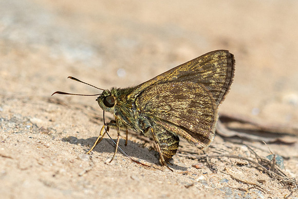 Halpe hauxwelli id---5-Chiang Dao - 9/02/26