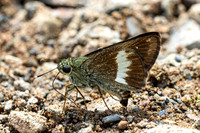 Halpe zema-8664-Chiang Dao - 8/02/26