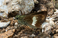 Halpe zema-8658-Chiang Dao - 8/02/26