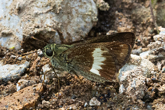 Halpe zema-8658-Chiang Dao - 8/02/26