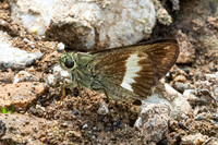 Halpe zema-8655-Chiang Dao - 8/02/26