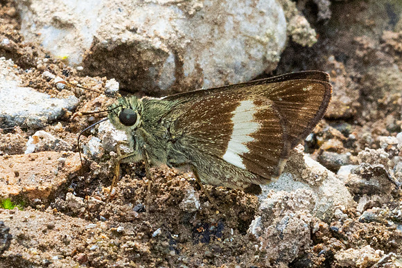 Halpe zema-8655-Chiang Dao - 8/02/26