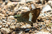 Halpe zema-8662 -Chiang Dao - 8/02/26