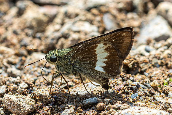 Halpe zema-8662 -Chiang Dao - 8/02/26